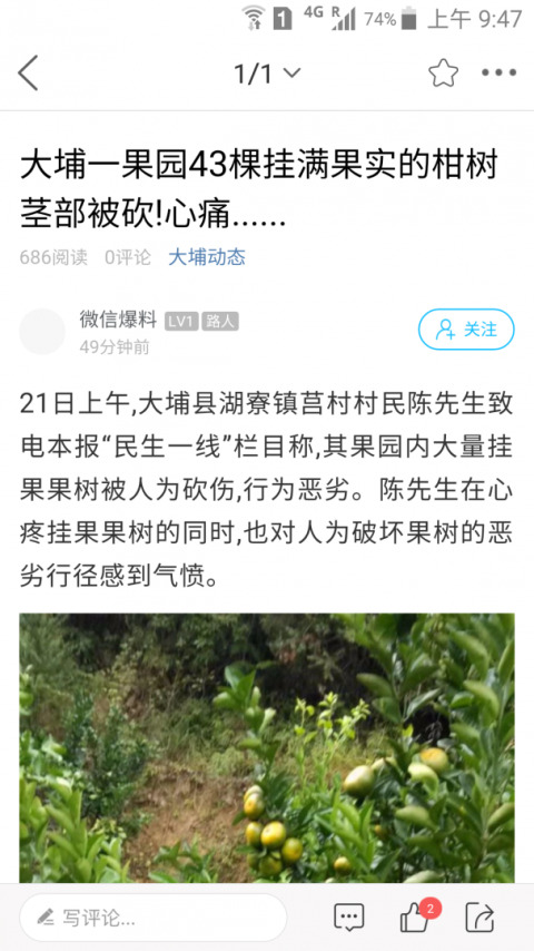大埔网app