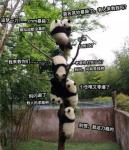 公主连接公会战挂树是什么意思