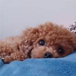 《姬魔恋战纪》周瑜的忠犬系男友！