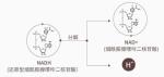 从赛立复NMN到赛立复NADH，突破的技术有哪些？